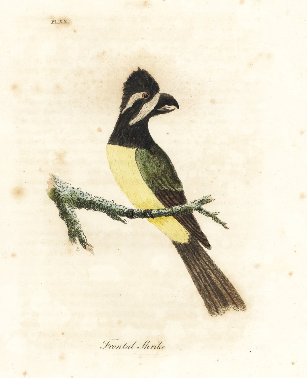 Toppskrikepetit, Falcunculus frontatus (Frontalis, Lanius frontatus). Håndfarget kobberplate tegnet og gravert av John Latham fra hans egen A General History of Birds, Winchester av John Latham