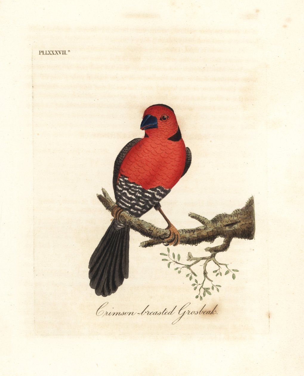 Crimson-breasted grosbeak. Ukjente eller muligens utdødde arter av grosbeak hjemmehørende i Afrika. Håndfarget kobberplate tegnet og gravert av John Latham fra hans egen A General History of Birds, Winchester av John Latham