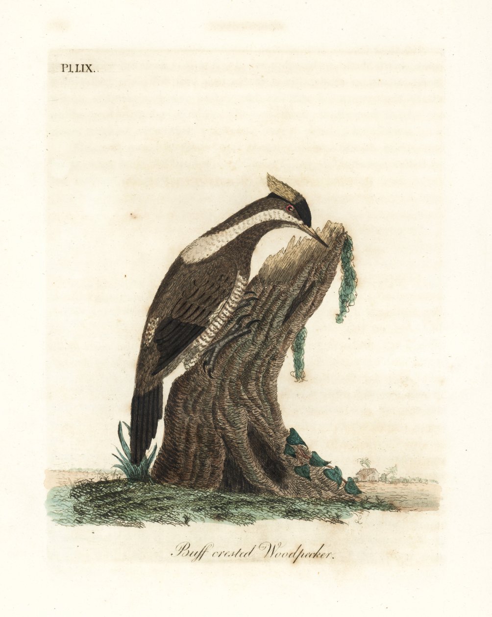 Crimson-crested spett, Campephilus melanoleucos (Buff-crested spett, Picus melanoleucus). Basert på et skinn i Leverian-museet. Håndfarget kobberplate tegnet og gravert av John Latham fra hans egen A General History of Birds, Winchester av John Latham