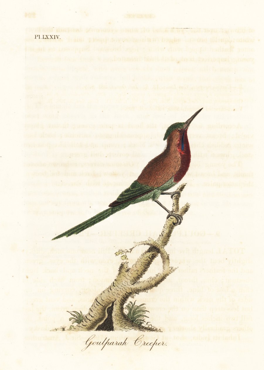 Crimson solfugl, Aethopyga siparaja seheriae (Goulpourah creeper). Håndfarget kobberplate tegnet og gravert av John Latham fra hans egen A General History of Birds, Winchester av John Latham