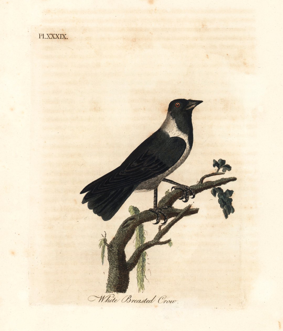Daurian jackdaw, Corvus dauuricus (Hvitbryst kråke, Corvus dauricus). Håndfarget kobberplate tegnet og gravert av John Latham fra hans egen A General History of Birds, Winchester av John Latham