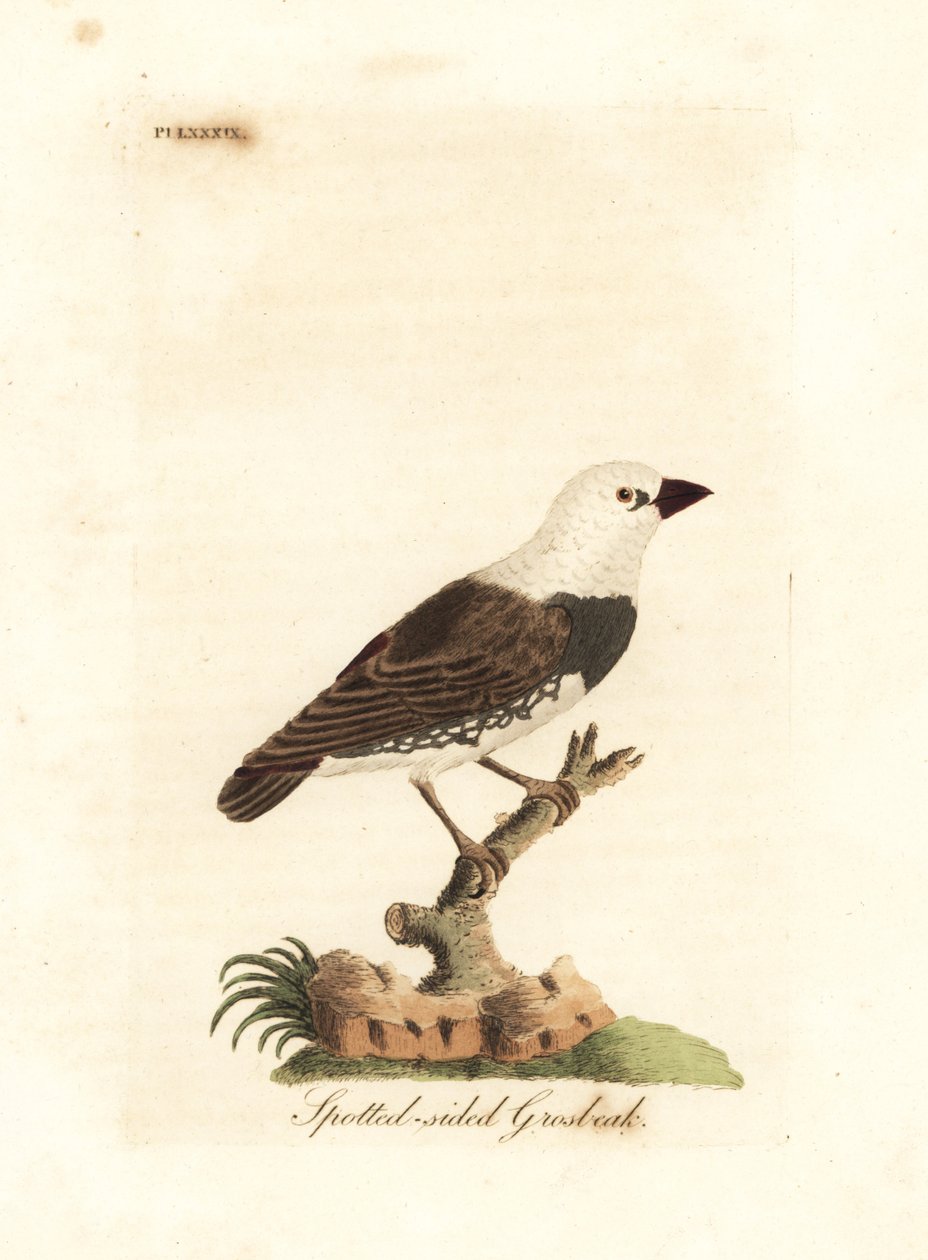Diamantbrannhale, Stagonopleura guttata (flekksidet grosbeak, Fringilla leucocephala). Håndfarget kobberplate tegnet og gravert av John Latham fra hans egen A General History of Birds, Winchester av John Latham