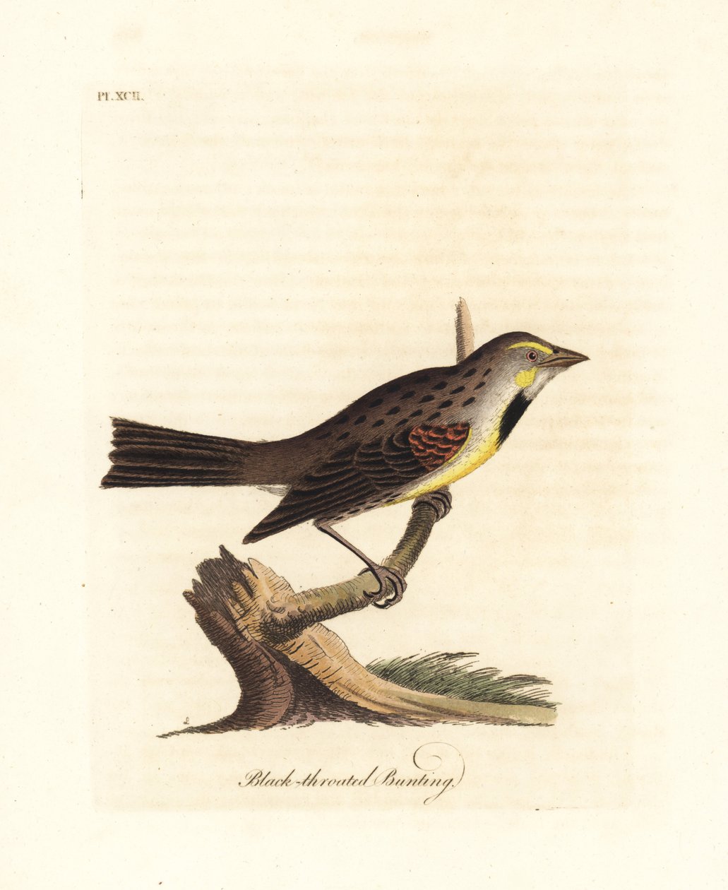 Dickcissel, Spiza americana (Svartstrupespurv, Emberiza americana). Håndfarget kobberplate tegnet og gravert av John Latham fra hans egen A General History of Birds, Winchester av John Latham
