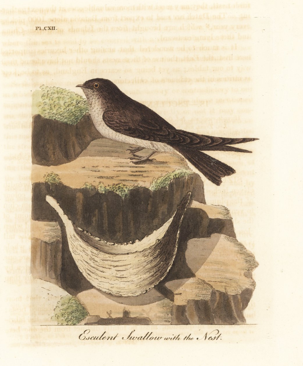 Spiselig reir, Aerodramus fuciphagus, og reir av spytt, brukt i fuglereirsuppe. (Esculent swallow, Hirundo esculenta.) Håndfarget kobberplate tegnet og gravert av John Latham fra hans egen A General History of Birds, Winchester av John Latham