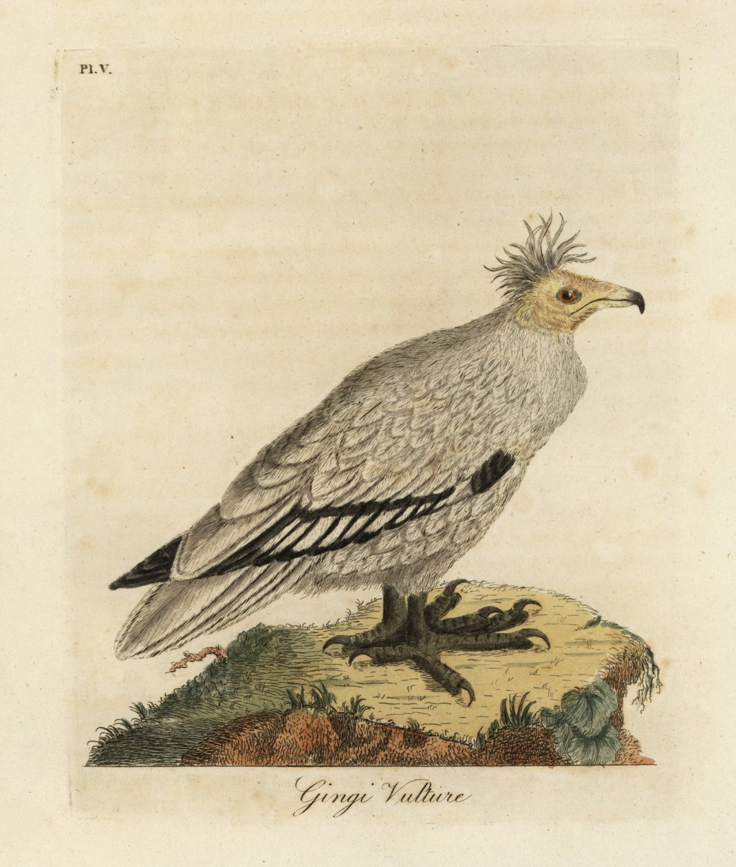 Egyptisk gribb, Neophron percnopterus ginginianus.1824 (gravering) av John Latham