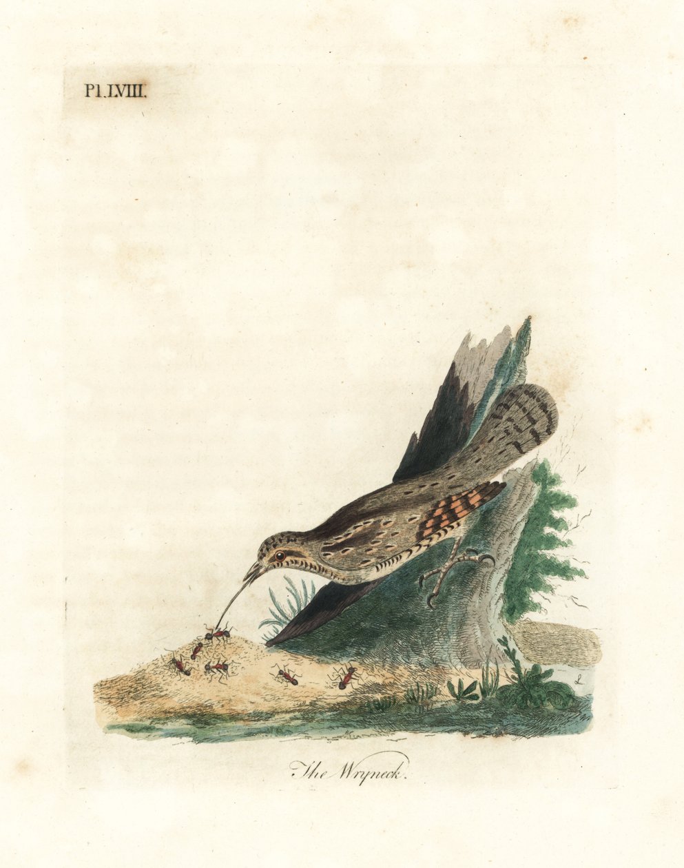 Eurasian wryneck, Jynx torquilla (Junx torquilla). Håndfarget kobberplate tegnet og gravert av John Latham fra hans egen A General History of Birds, Winchester av John Latham