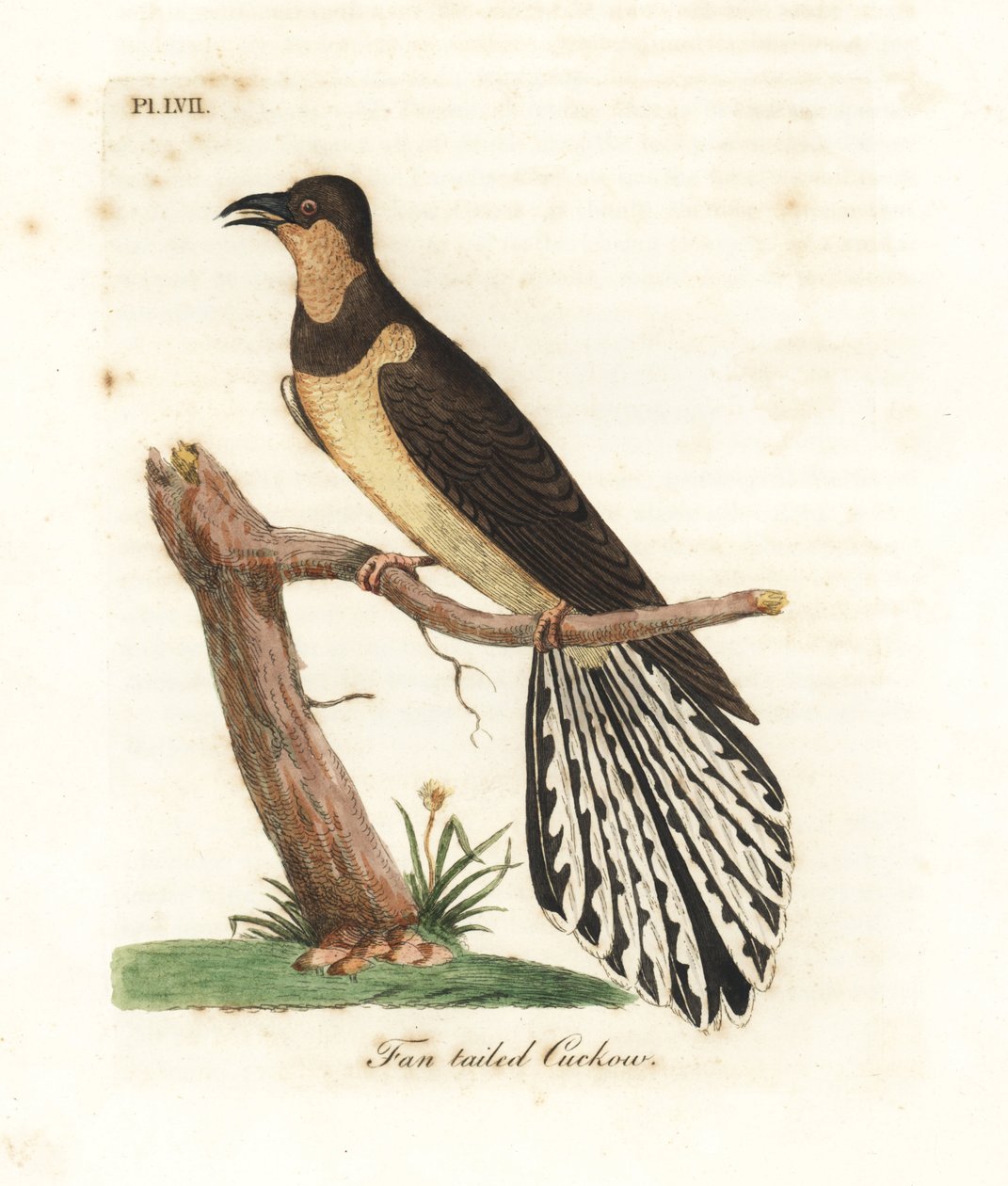 Viftehalegjøk, Cacomantis flabelliformis (Viftehalegjøk, Cuculus flabelliformis). Håndfarget kobberplate tegnet og gravert av John Latham fra hans egen A General History of Birds, Winchester av John Latham