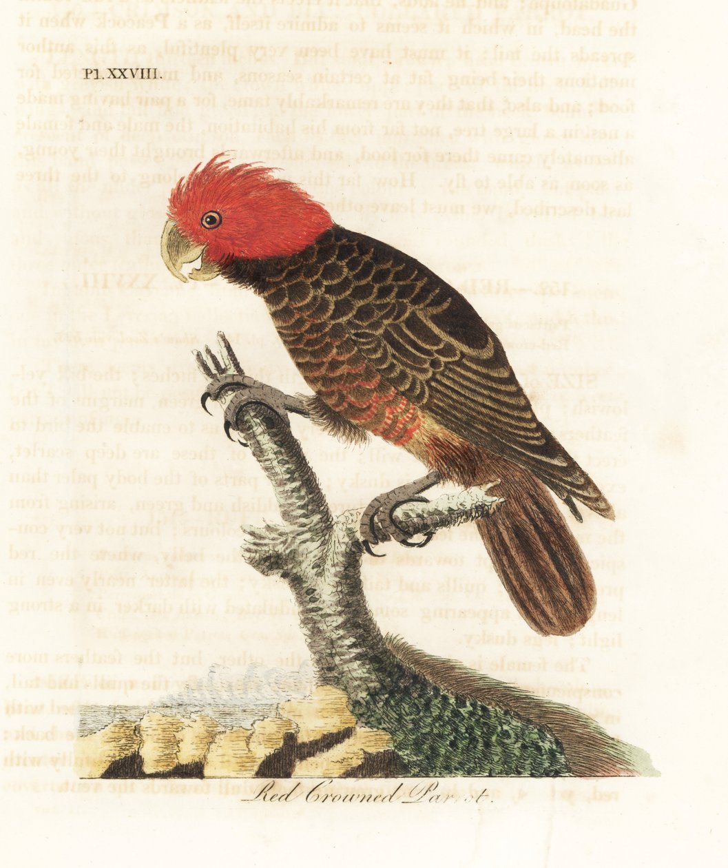 Gjengekakadue, Callocephalon fimbriatum (rødkronet papegøye, Psittacus galeatus). Håndfarget kobberplate tegnet og gravert av John Latham fra hans egen A General History of Birds, Winchester av John Latham
