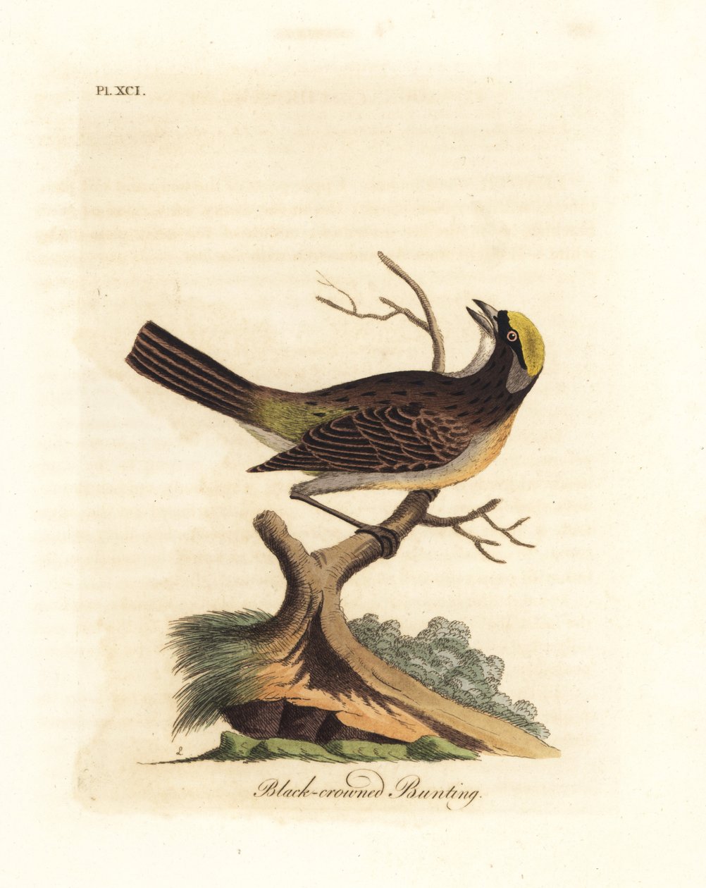 Gullkronet spurv, Zonotrichia atricapilla (Sort-kronet spurv, Emberiza atricapilla). Håndfarget kobberplate tegnet og gravert av John Latham fra hans egen A General History of Birds, Winchester av John Latham