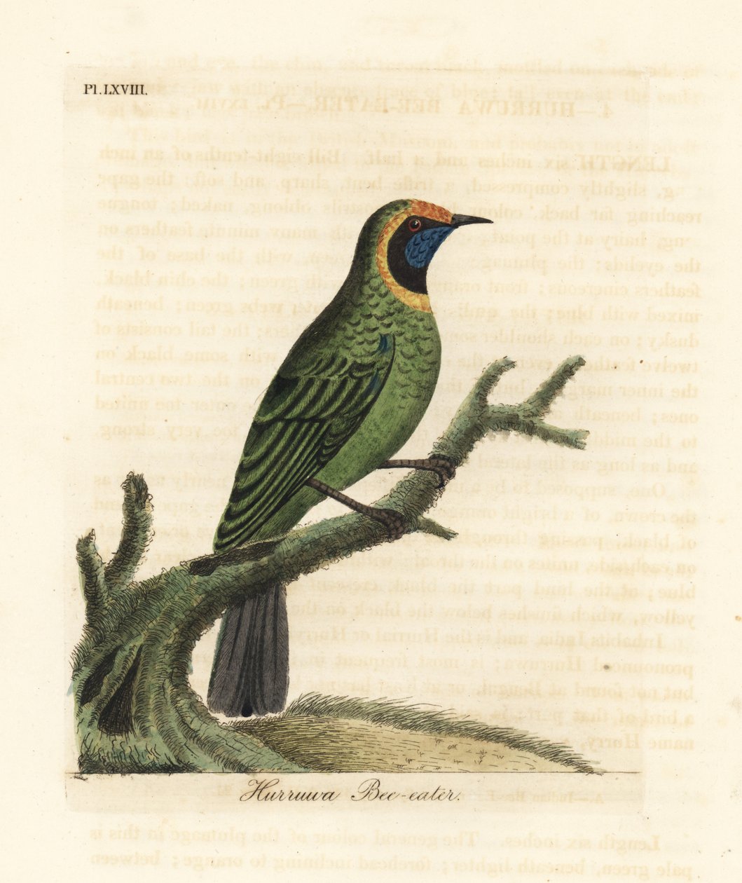 Gullfrontbladfugl, Chloropsis aurifrons. (Hurruwa bieter, India.) Håndfarget kobberplate tegnet og gravert av John Latham fra hans egen A General History of Birds, Winchester av John Latham