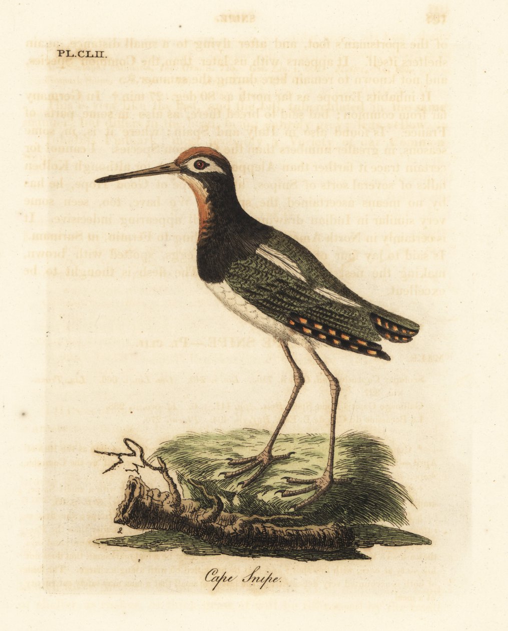 Større malingsnipe, Rostratula benghalensis (kappbekkasin, Scolopax capensis). Håndfarget kobberplate tegnet og gravert av John Latham fra hans egen A General History of Birds, Winchester av John Latham