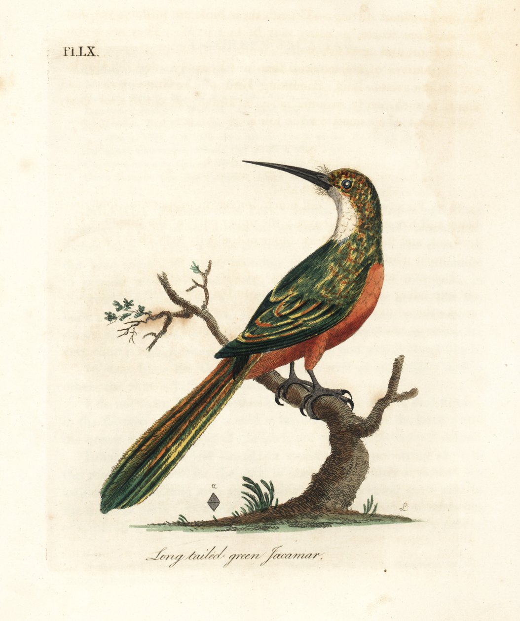Grønnhalejacamar, Galbula galbula (Langhalegrønn jacamar, Galbula viridis). Håndfarget kobberplate tegnet og gravert av John Latham fra hans egen A General History of Birds, Winchester av John Latham