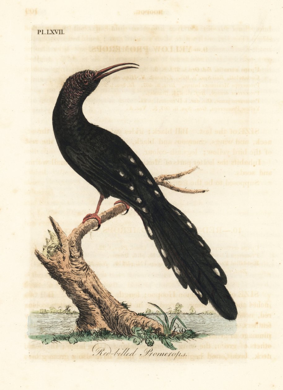 Grønn trebøyle, Phoeniculus purpureus (Rødnebbpromerops, Upupa erythrorynchos). Håndfarget kobberplate tegnet og gravert av John Latham fra hans egen A General History of Birds, Winchester av John Latham