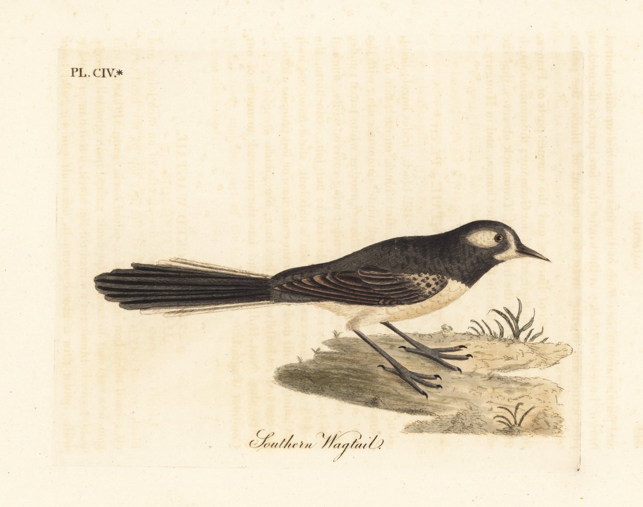Grå viftehale, Rhipidura albiscapa (sørlig viphale, basert på et maleri av Port Jackson-maleren). Håndfarget kobberplate tegnet og gravert av John Latham fra hans egen A General History of Birds, Winchester av John Latham