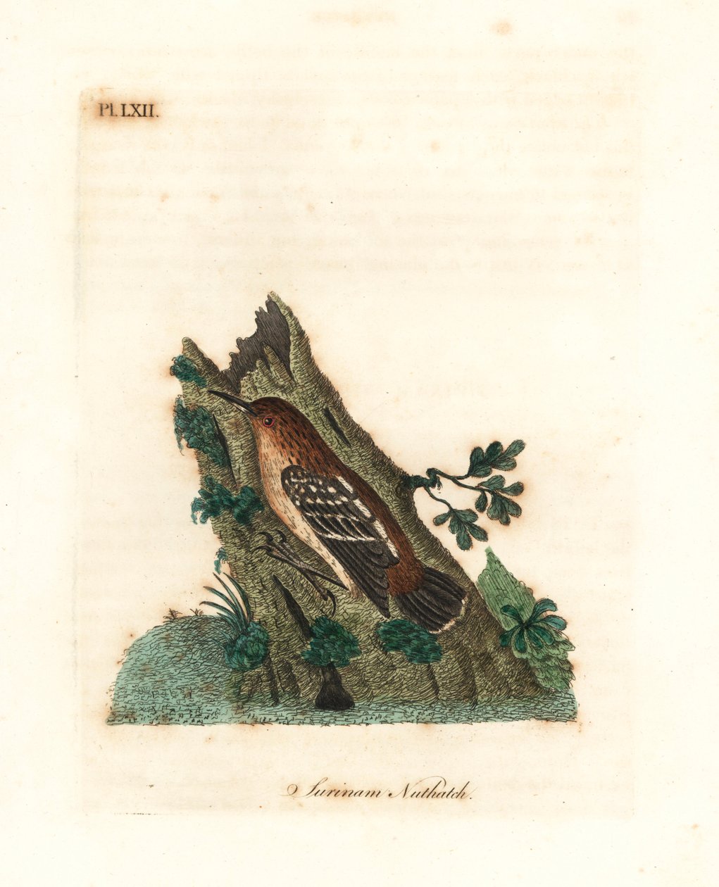 Guianan gatemyrtre, Myrmotherula surinamensis. Sårbar. (Surinam nuthatch, Sitta surinamensis.) Håndfarget kobberplate tegnet og gravert av John Latham fra hans egen A General History of Birds, Winchester av John Latham