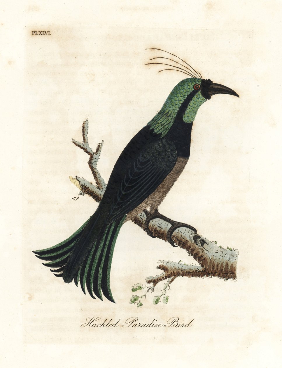 Hackled paradisfugl, muligens en hybrid eller utdødd art. Tegnet fra et eksemplar i samlingen til general Davies. Håndfarget kobberplate tegnet og gravert av John Latham fra hans egen A General History of Birds, Winchester av John Latham