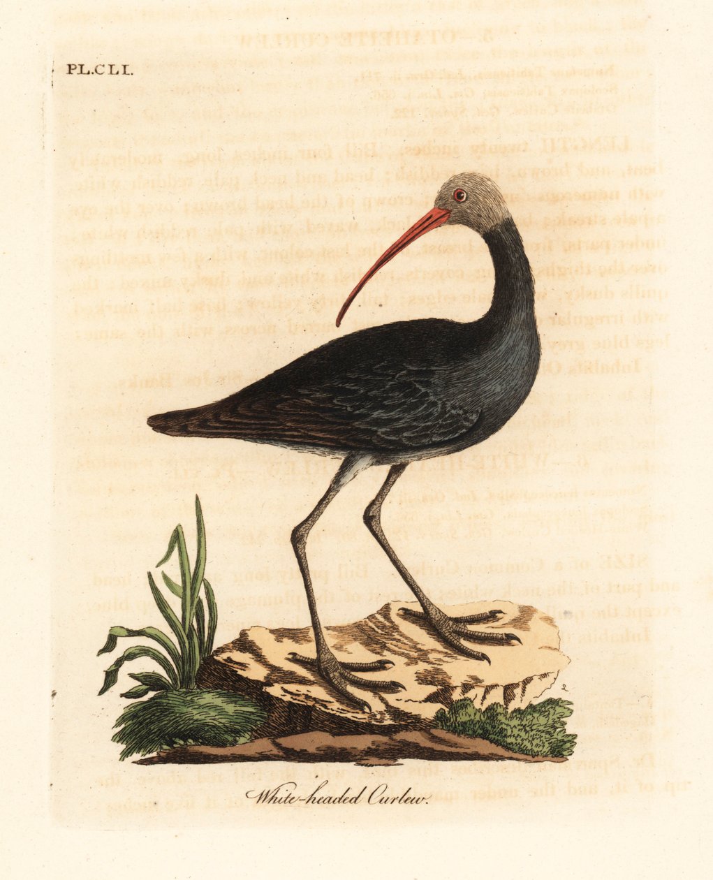 Hadada eller hadeda ibis, Bostrychia hagedash? (White-headed curlew, Numenius leucocephalus.) Håndfarget kobberplate tegnet og gravert av John Latham fra hans egen A General History of Birds, Winchester av John Latham