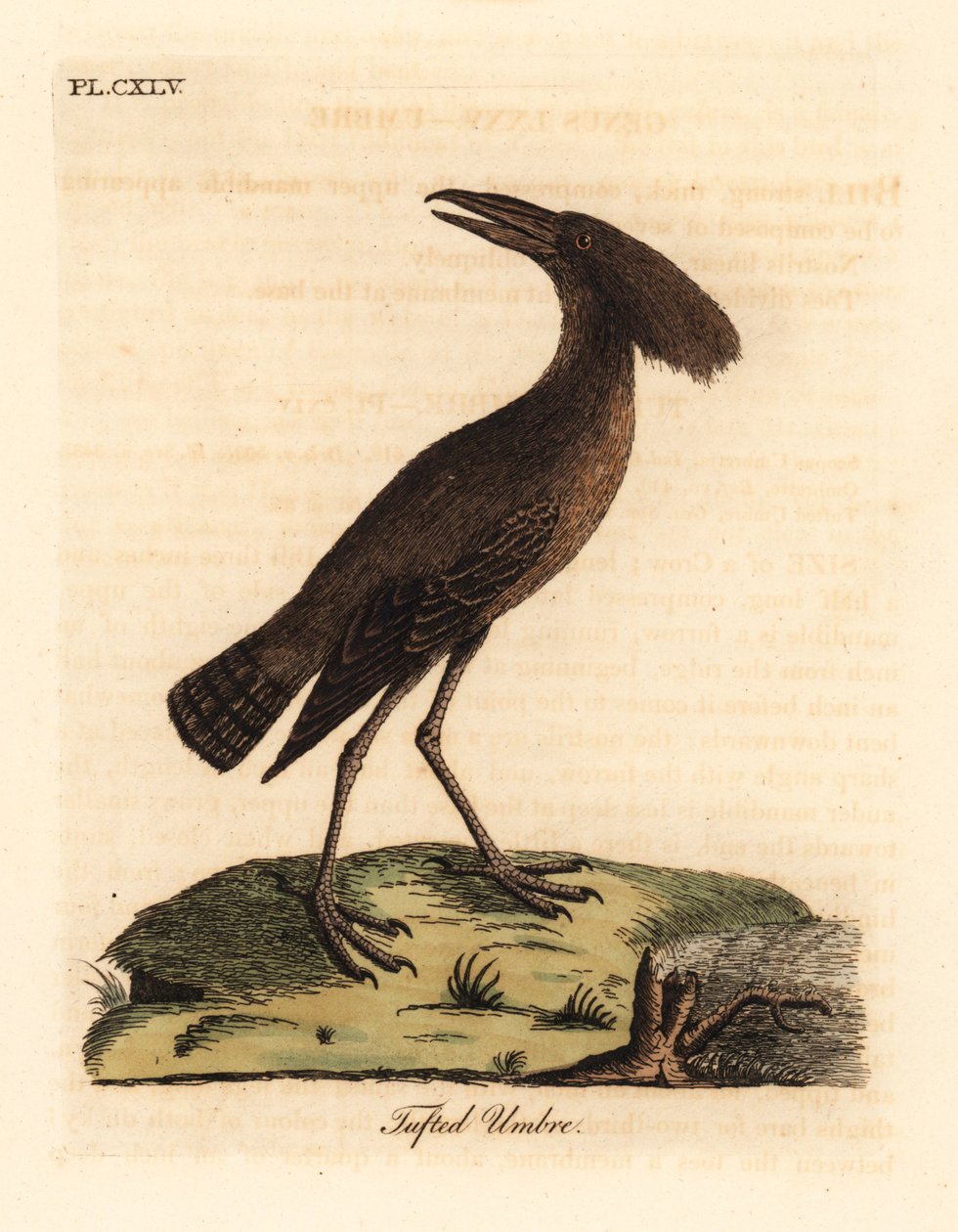 Hamerkop, Scopus umbretta (Tuftet umbre). Håndfarget kobberplate tegnet og gravert av John Latham fra hans egen A General History of Birds, Winchester av John Latham