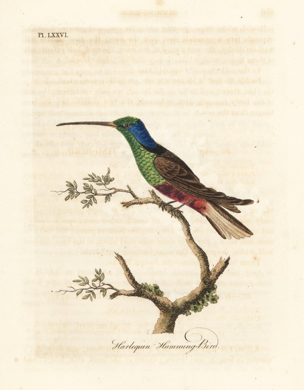 Harlekin kolibri, Trochilus flerfarget. Fabrisert eksemplar i British Museum. Håndfarget kobberplate tegnet og gravert av John Latham fra hans egen A General History of Birds, Winchester av John Latham