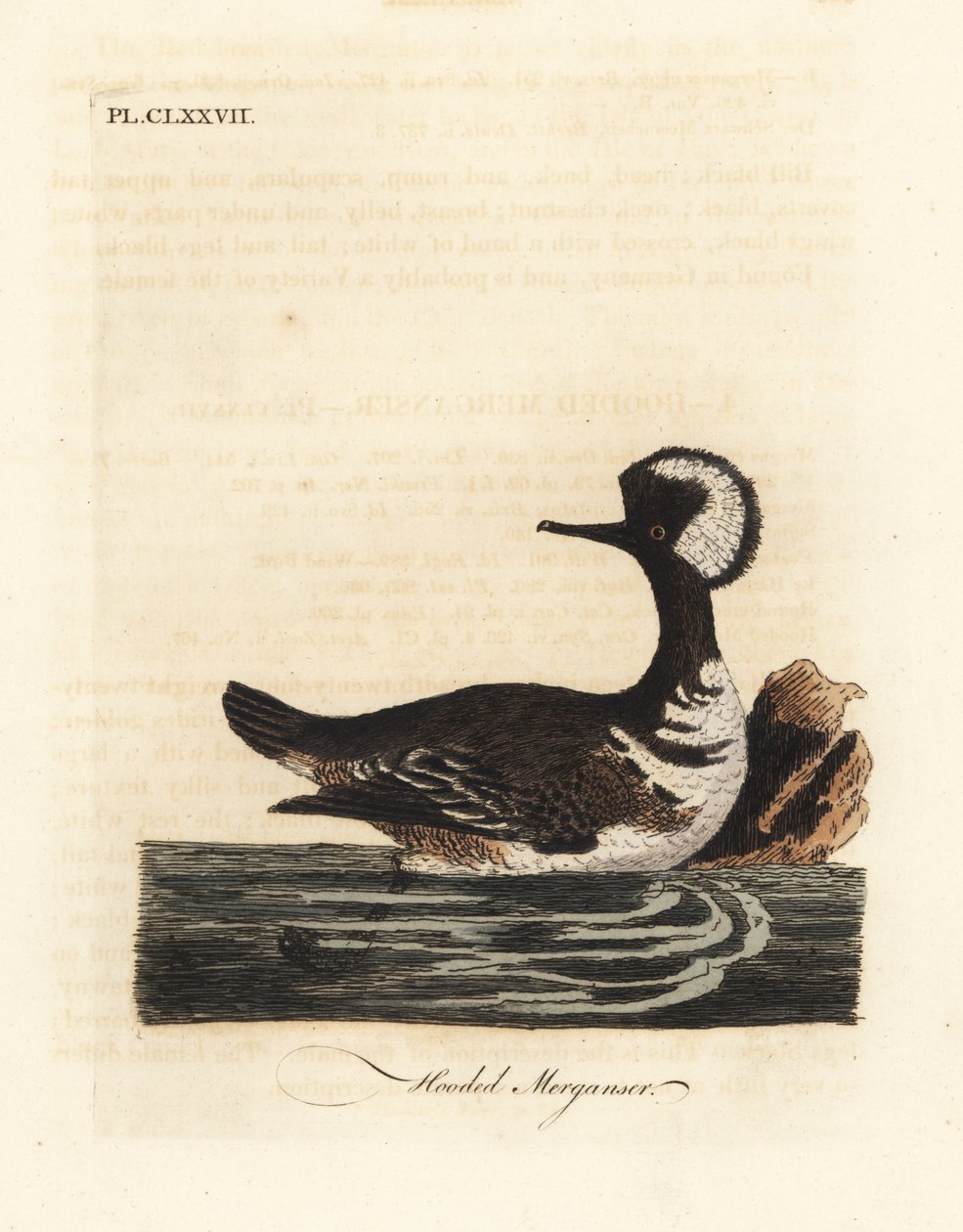 Hettebukk, Lophodytes cucullatus (Mergus cucullatus). Håndfarget kobberplate tegnet og gravert av John Latham fra hans egen A General History of Birds, Winchester av John Latham