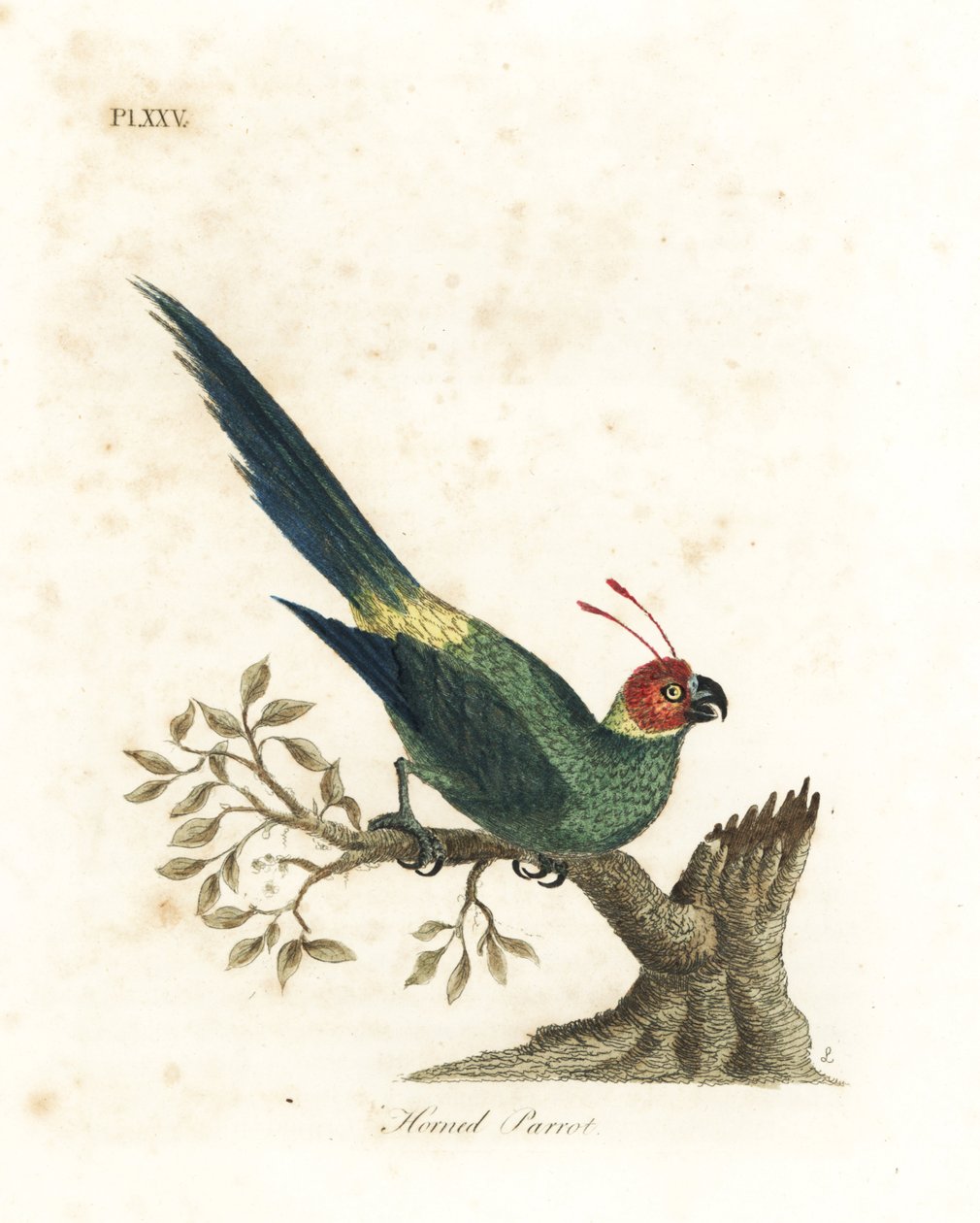 Hornet parakitt, Eunymphicus cornutus. Sårbar (hornpapegøye, Psittacus bisetis.) Håndfarget kobberplate tegnet og gravert av John Latham fra hans egen A General History of Birds, Winchester av John Latham