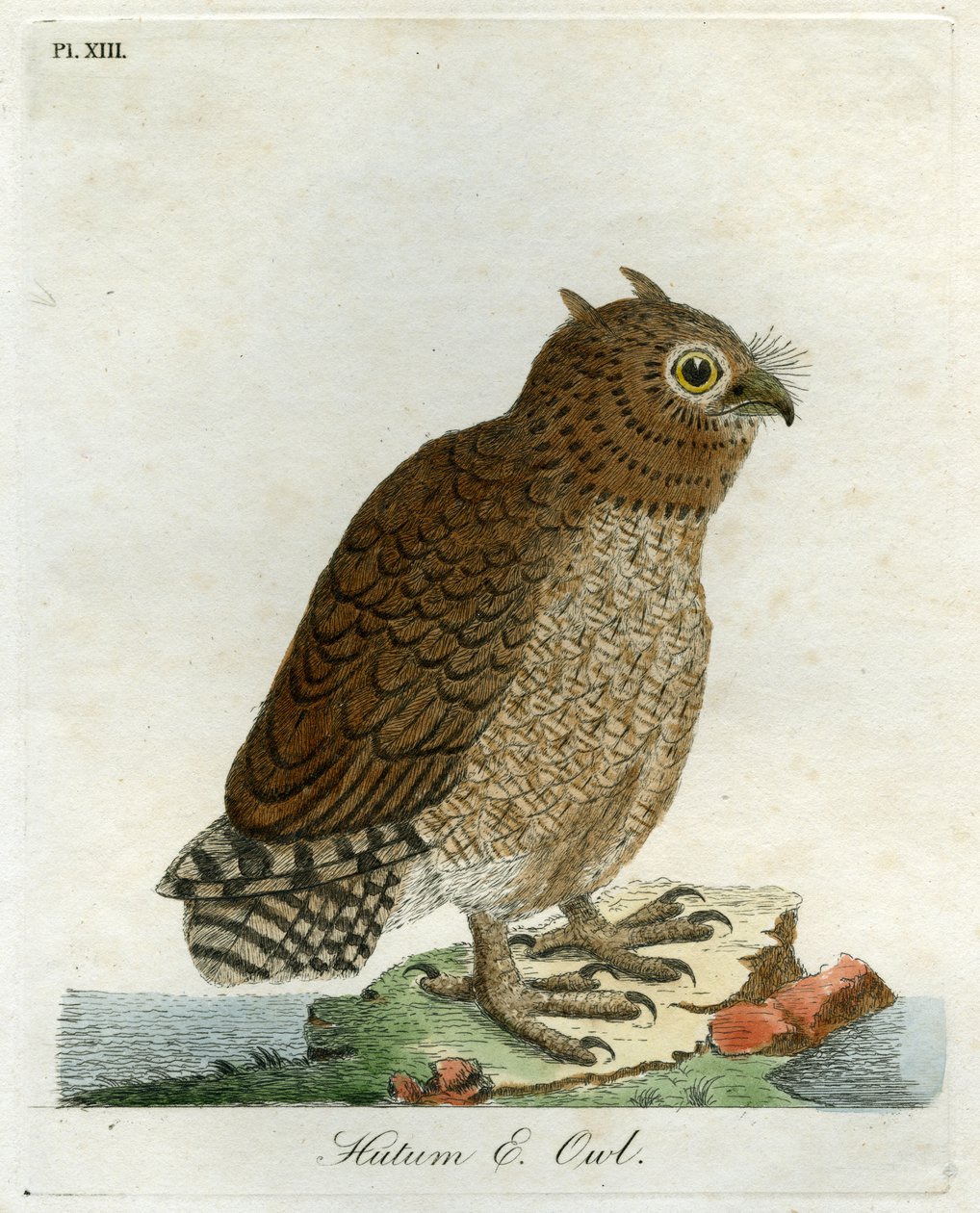Hutum Owl, 1821 (håndfarget gravering) av John Latham
