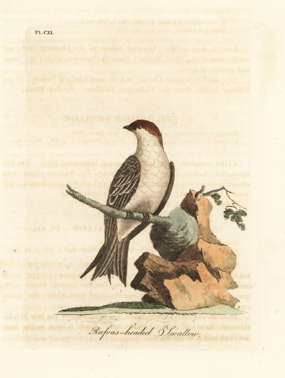 Indisk klippesvale, Petrochelidon fluvicola. (Rufos-hodesvale, Hirundo indica.) Håndfarget kobberplate tegnet og gravert av John Latham fra hans egen A General History of Birds, Winchester av John Latham