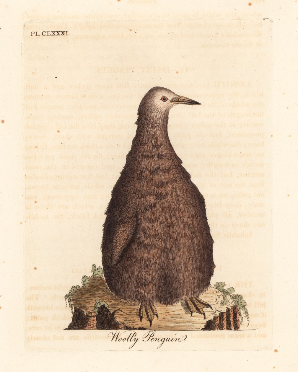 Kongepingvin, Aptenodytes patagonicus, ung (Ullpingvin). Håndfarget kobberplate tegnet og gravert av John Latham fra hans egen A General History of Birds, Winchester av John Latham