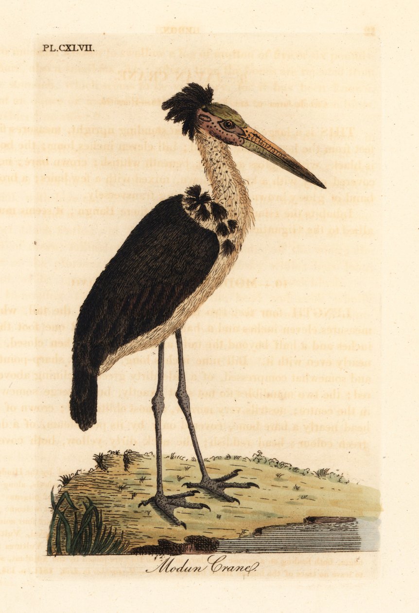 Mindre adjutant, Leptoptilos javanicus. Sårbar. (Modun skull.) Håndfarget kobberplate tegnet og gravert av John Latham fra hans egen A General History of Birds, Winchester av John Latham