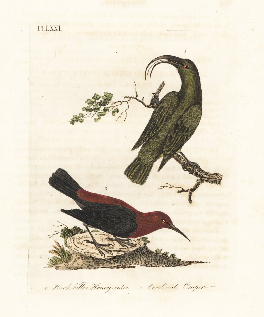 Mindre akialoa, Hemignathus obscurus (utdødd) og kardinalmyzomela, Myzomela cardinalis. (Kroknebbet grønn honning-eter, Certhia obscura, hjemmehørende på Hawaii, og kardinal honning-eter, Certhia cardinalis, hjemmehørende i Tanna, Vanuatu.) Håndfarget kobb av John Latham