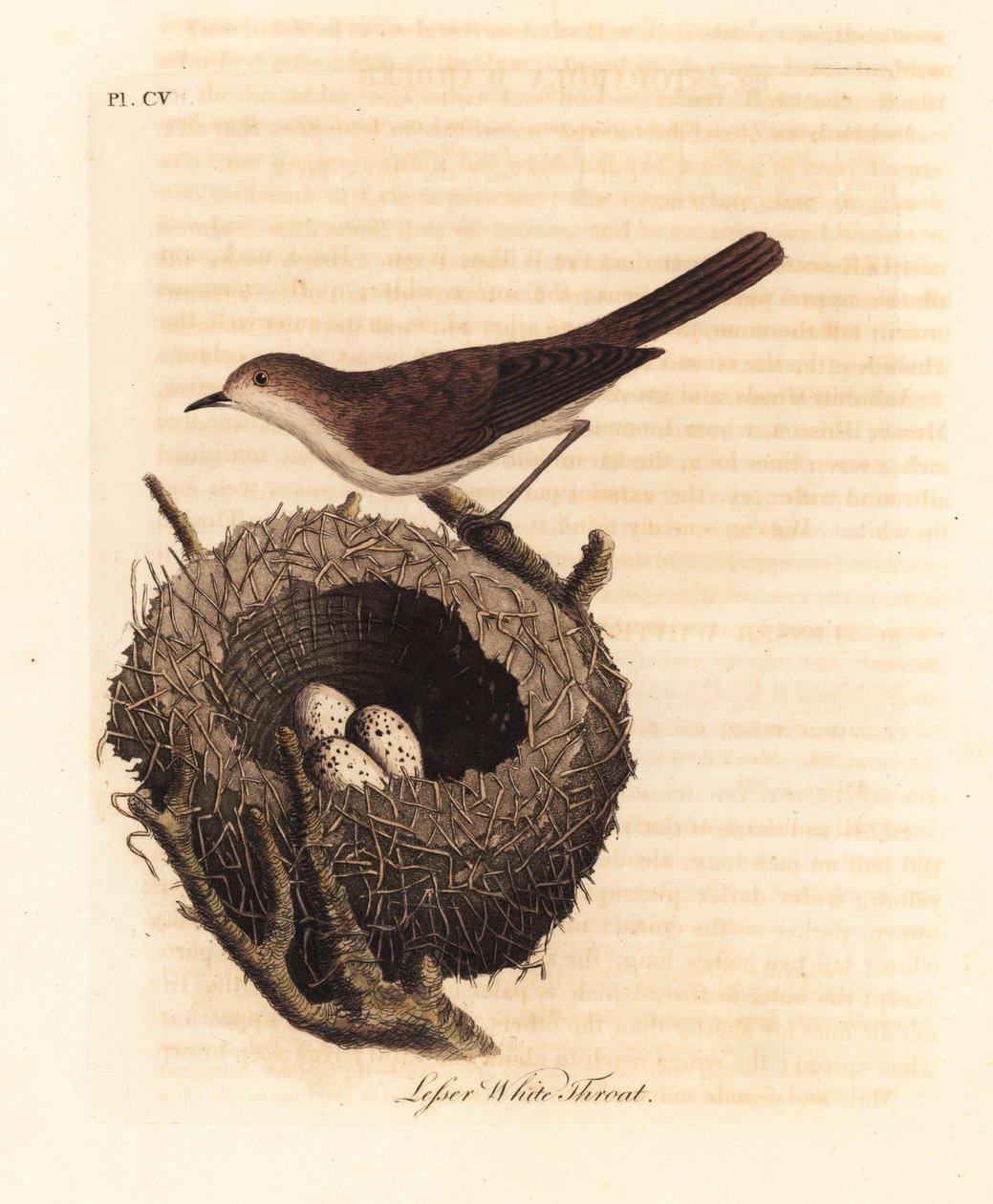 Mindre hvitstrupe, Sylvia curruca, med reir og egg. (Lesser white-throat warbler, Sylvia sylviella.) Håndfarget kobberplate tegnet og gravert av John Latham fra hans egen A General History of Birds, Winchester av John Latham
