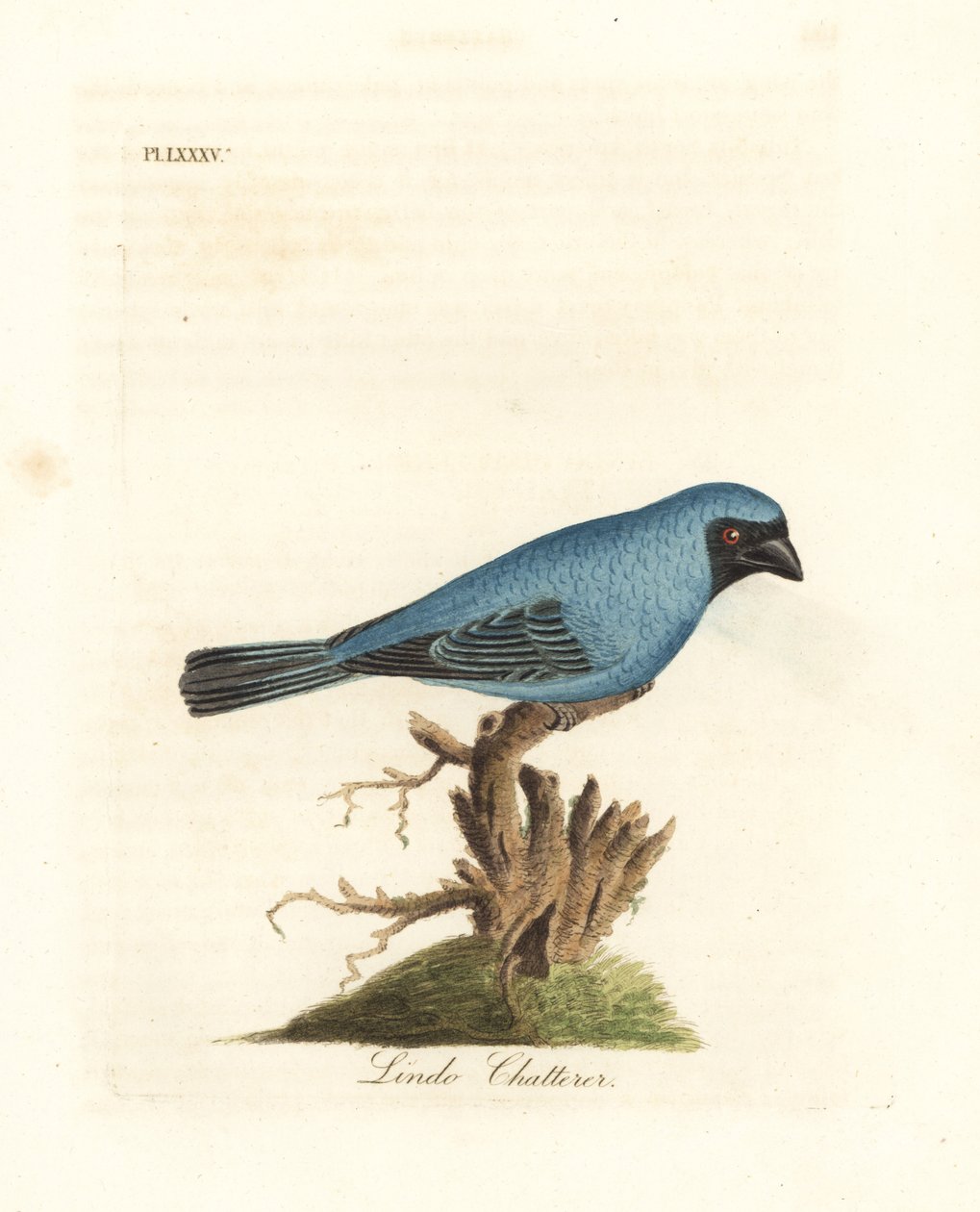 Lindo skravler. Kanskje svalen tanager, Tersina viridis, men med underdelen av kroppen blå, ikke hvit. Håndfarget kobberplate tegnet og gravert av John Latham fra hans egen A General History of Birds, Winchester av John Latham