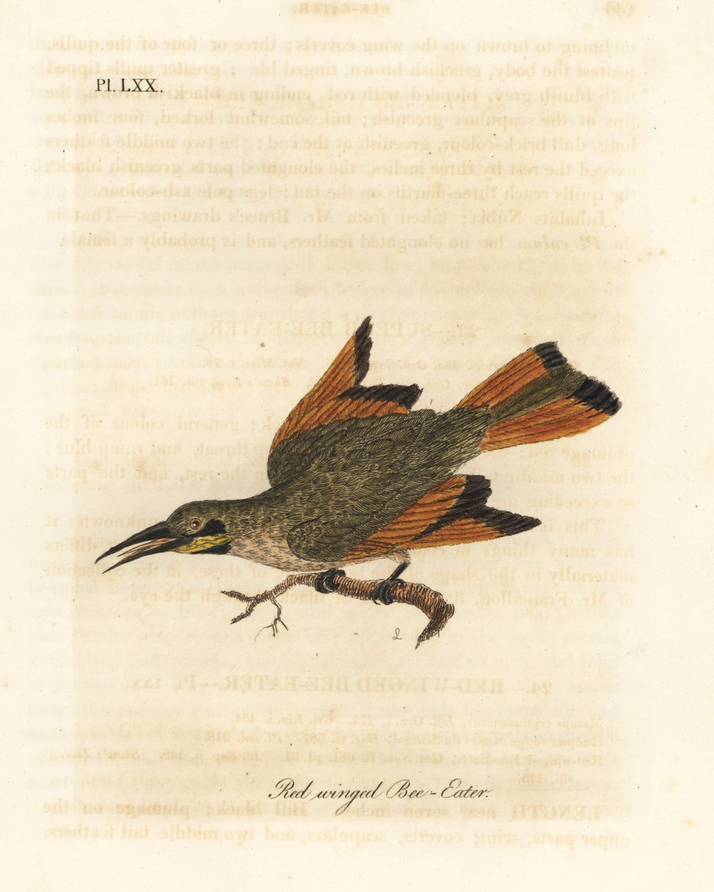 Liten bieter, Merops pusillus (Rødvinget bieter, Merops erythropterus). Afrika. Håndfarget kobberplate tegnet og gravert av John Latham fra hans egen A General History of Birds, Winchester av John Latham