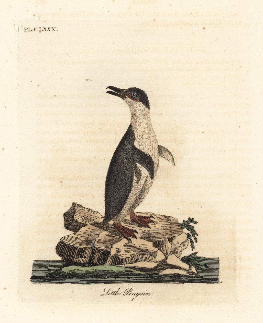 Liten pingvin, Eudyptula minor, eller hvitfløyet pingvin, Eudyptula minor albosignata (Aptenodytes minor). Håndfarget kobberplate tegnet og gravert av John Latham fra hans egen A General History of Birds, Winchester av John Latham