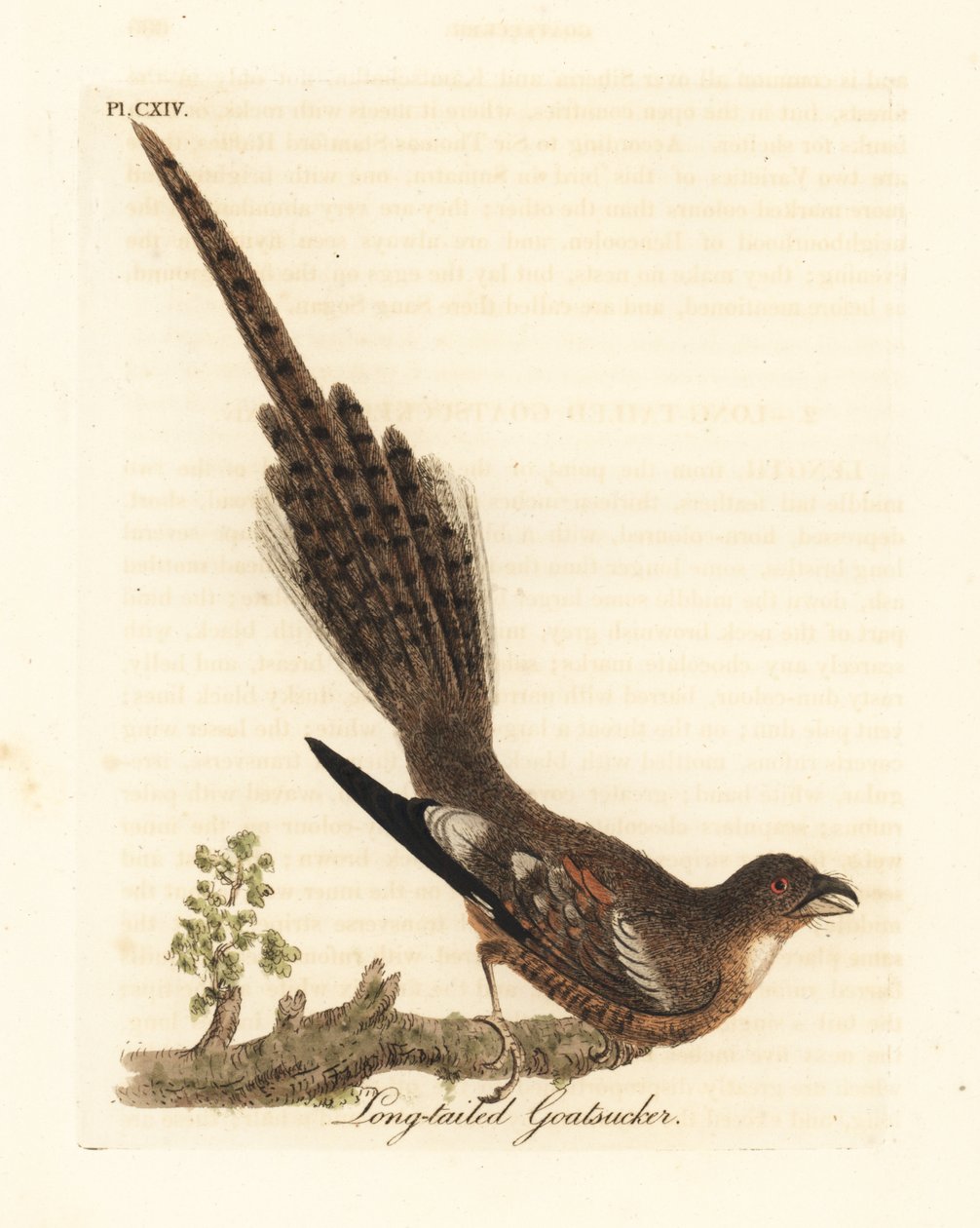Langhalet nattjarl, Caprimulgus climacurus (Langhale geitesuger). Håndfarget kobberplate tegnet og gravert av John Latham fra hans egen A General History of Birds, Winchester av John Latham