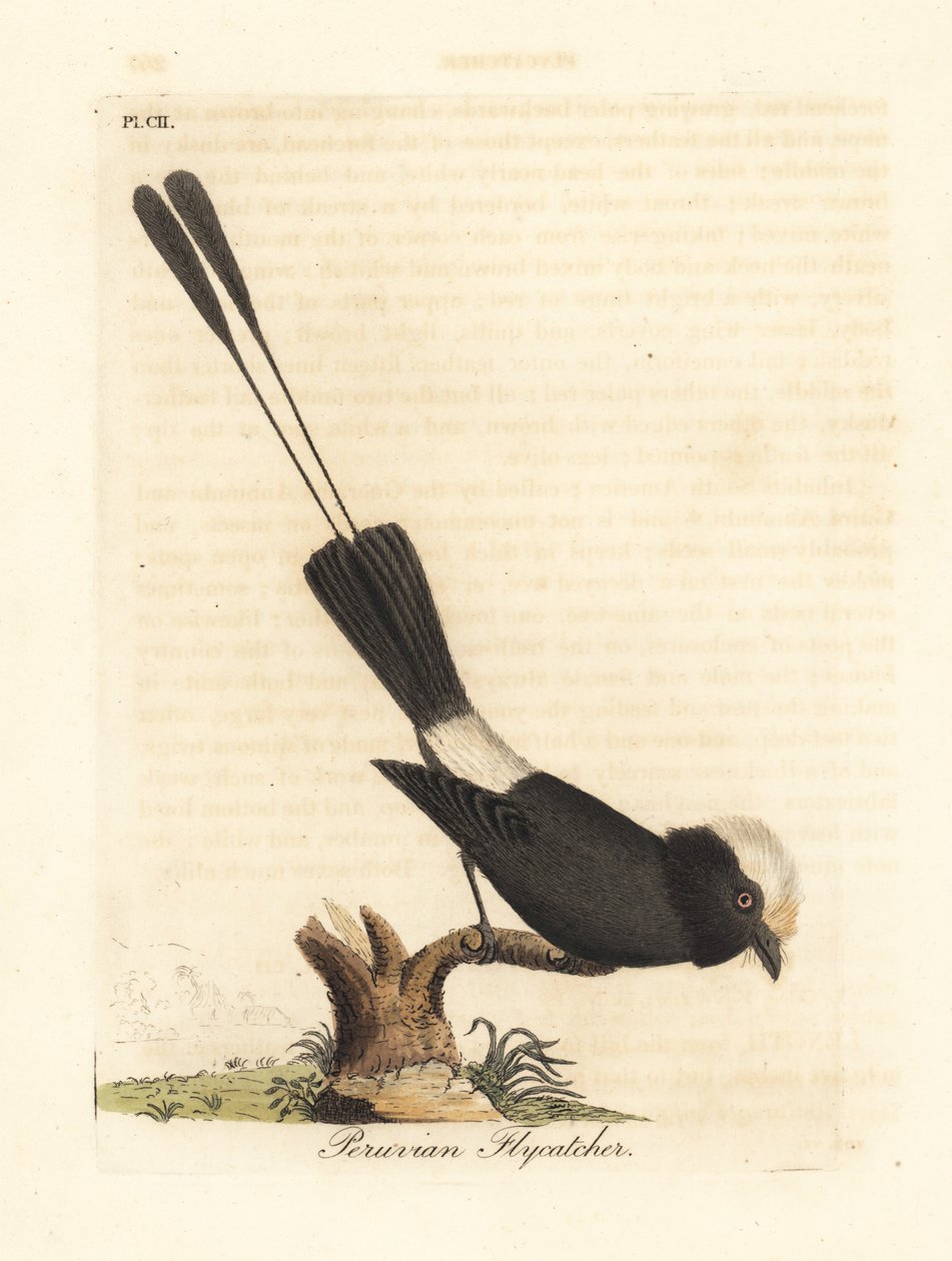 Langhaletyrann, Colonia colonus (peruansk fluesnapper, Le Colon). Håndfarget kobberplate tegnet og gravert av John Latham fra hans egen A General History of Birds, Winchester av John Latham
