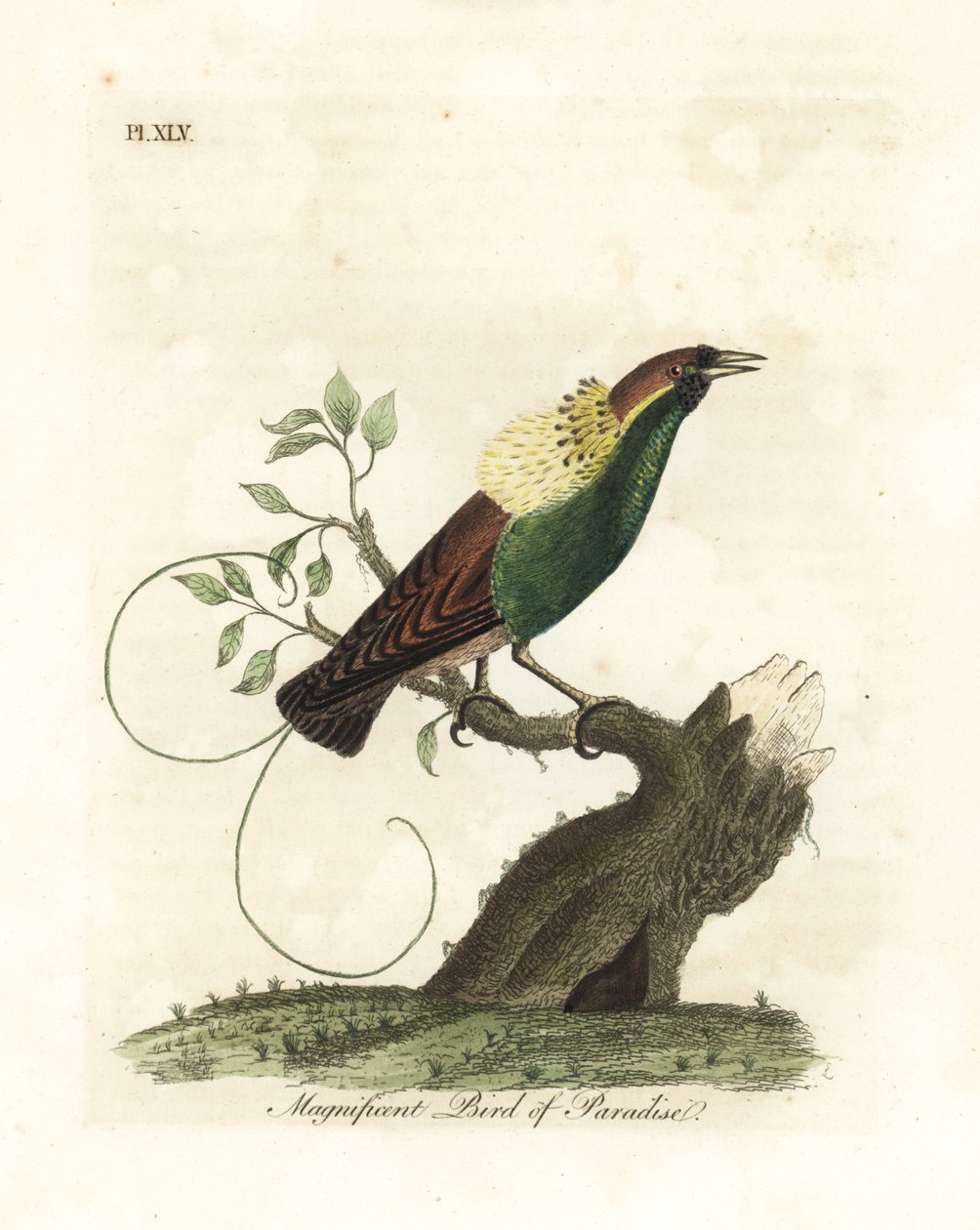 Storslått paradisfugl, Diphyllodes magnificus (Paradisea magnifica). Håndfarget kobberplate tegnet og gravert av John Latham fra hans egen A General History of Birds, Winchester av John Latham