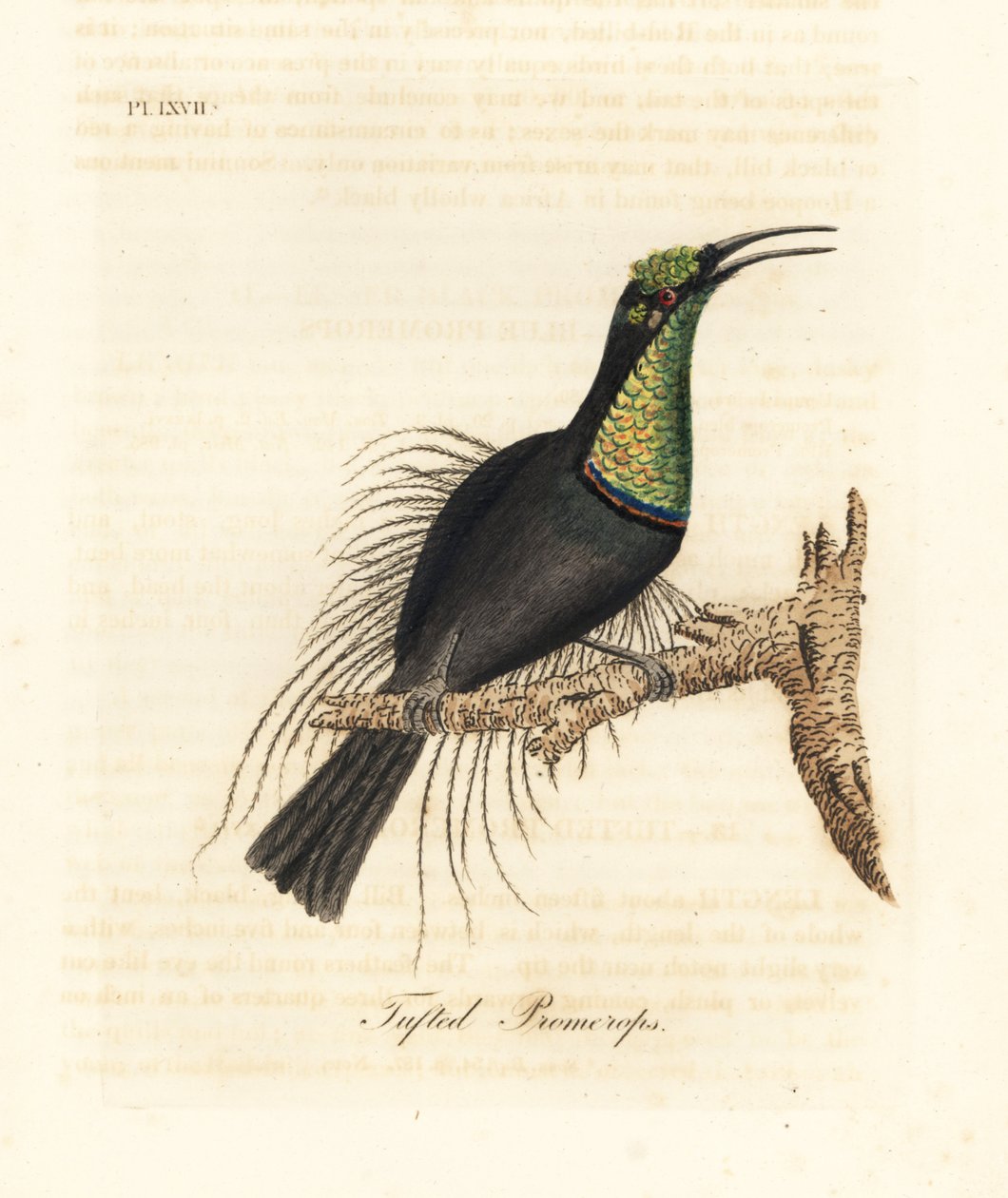 Storslått riflebird, Ptiloris magnificus (Tufet promerops). Tegnet fra et eksemplar i Bullock