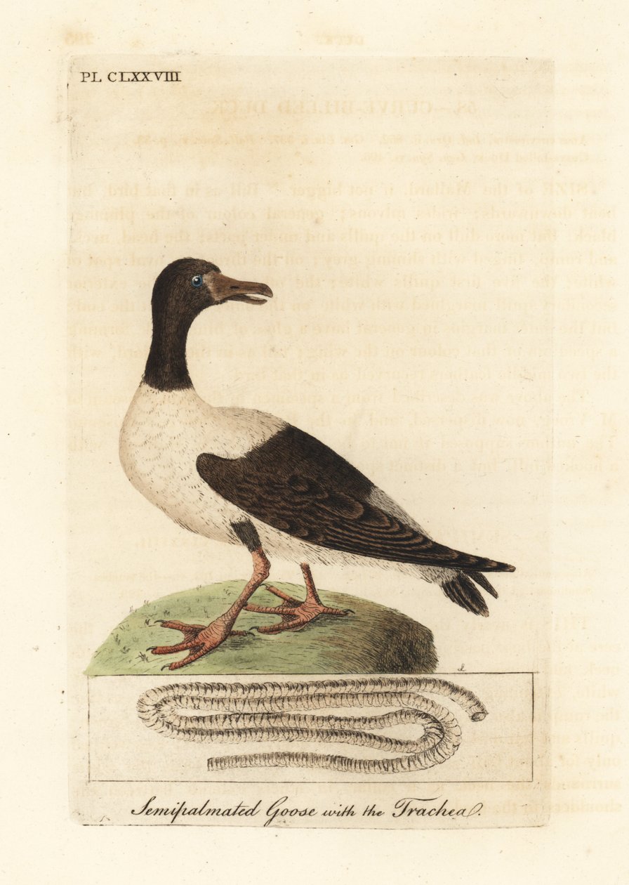 Magpie gås, Anseranas semipalmata, og anatomiske detaljer av luftrøret. (Semipalmated and, Anas semipalmatus.) Håndfarget kobberplate tegnet og gravert av John Latham fra hans egen A General History of Birds, Winchester av John Latham