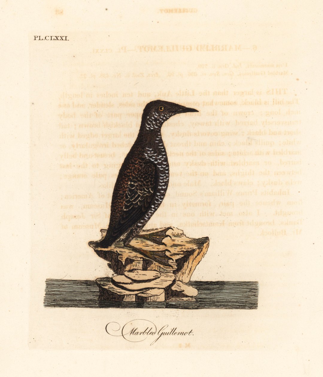 Marmorert murrelet, Brachyramphus marmoratus. Truet. (Marmorert murrelet, Uria marmorata.) Håndfarget kobberplate tegnet og gravert av John Latham fra hans egen A General History of Birds, Winchester av John Latham