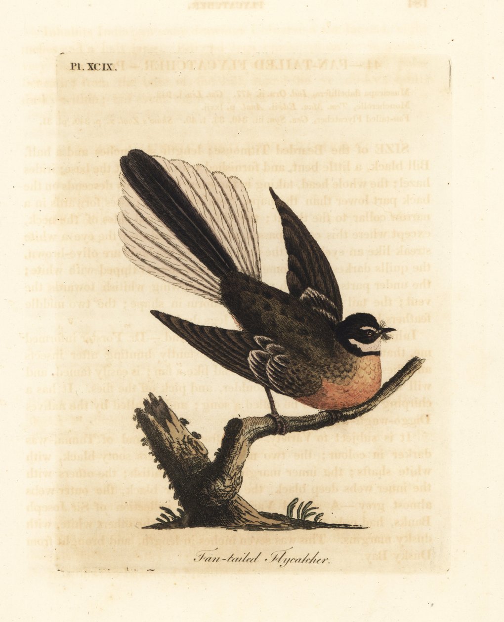 New Zealand Fantail, Rhipidura fuliginosa (Viftehalefluesnapper). Håndfarget kobberplate tegnet og gravert av John Latham fra hans egen A General History of Birds, Winchester av John Latham