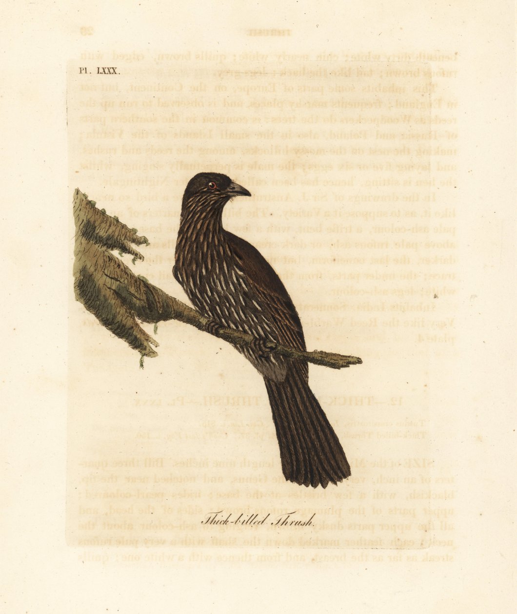 New Zealand South Island piopio, Turnagra capensis. Utryddet. (Tykknebbtrost, Turdus crassirostris.) Håndfarget kobberplate tegnet og gravert av John Latham fra hans egen A General History of Birds, Winchester av John Latham