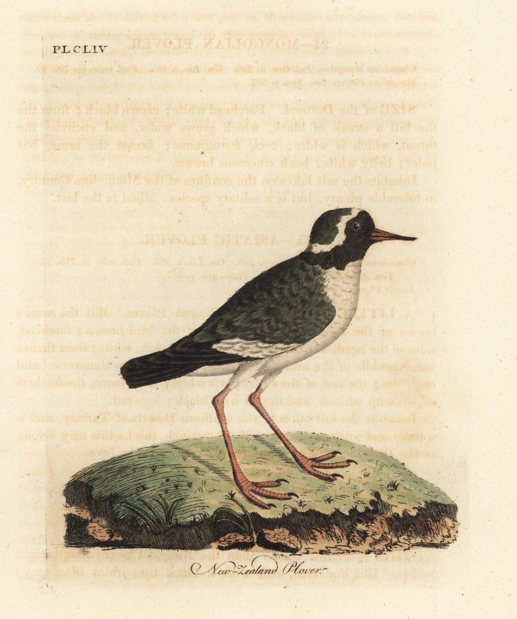 Nyzealandsk håvefugl, Charadrius obskur (Charadrius novae Zealandiae). Truet. Håndfarget kobberplate tegnet og gravert av John Latham fra hans egen A General History of Birds, Winchester av John Latham