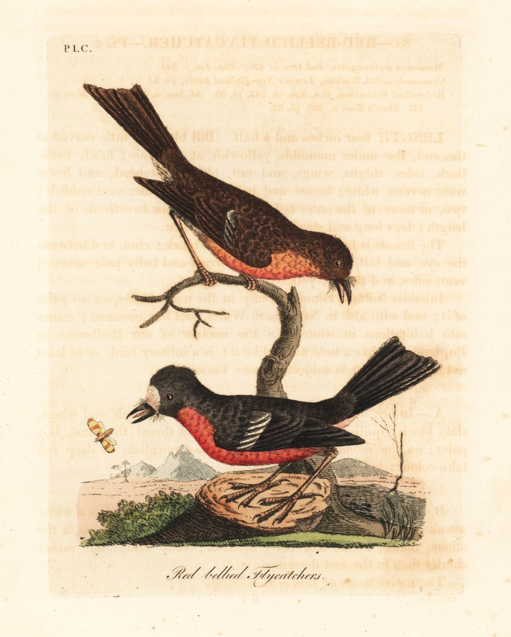 Norfolk Pacific robin, Petroica flerfarget flerfarget (rødbuket fluesnapper, Muscicapa erythrogastra). Håndfarget kobberplate tegnet og gravert av John Latham fra hans egen A General History of Birds, Winchester av John Latham