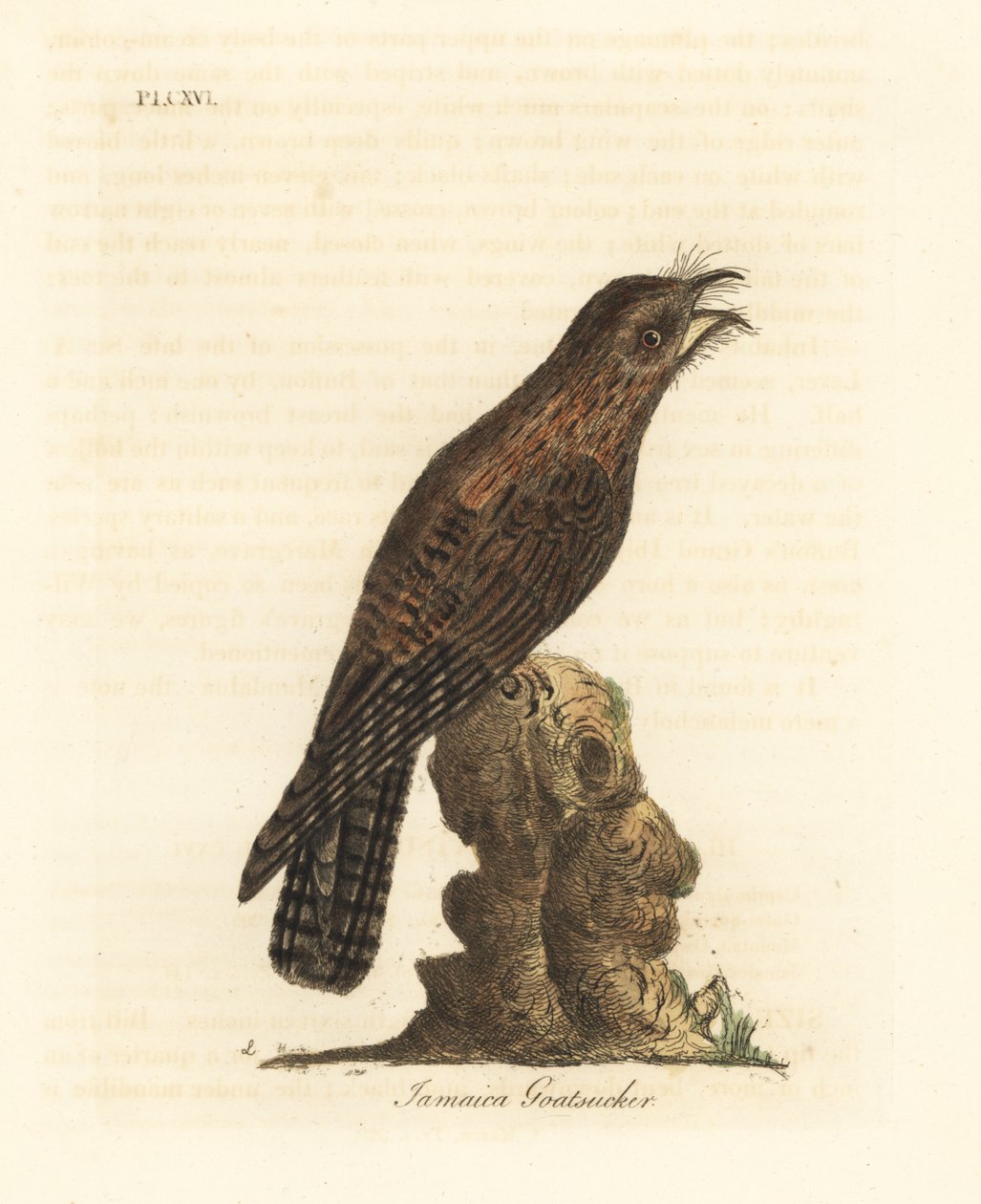 Nordlig potoo, Nyctibius jamaicensis (jamaicansk geitesuger, Caprimulgus jamaicensis). Håndfarget kobberplate tegnet og gravert av John Latham fra hans egen A General History of Birds, Winchester av John Latham