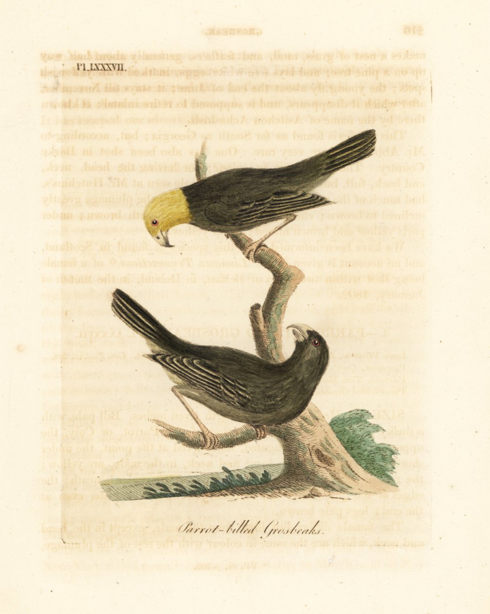 Eller, Psittirostra psittacea, hann (øverst) og hunn. Kritisk truet, muligens utdødd. (Papegøyenebb, Loxia psittacea). Håndfarget kobberplate tegnet og gravert av John Latham fra hans egen A General History of Birds, Winchester av John Latham