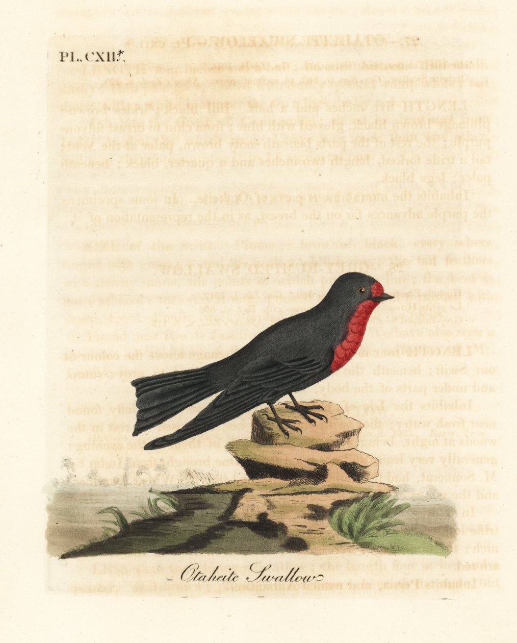 Stillehavssvale, Hirundo tahitica (Otaheite-svale, Hirundo tahitiae). Håndfarget kobberplate tegnet og gravert av John Latham fra hans egen A General History of Birds, Winchester av John Latham