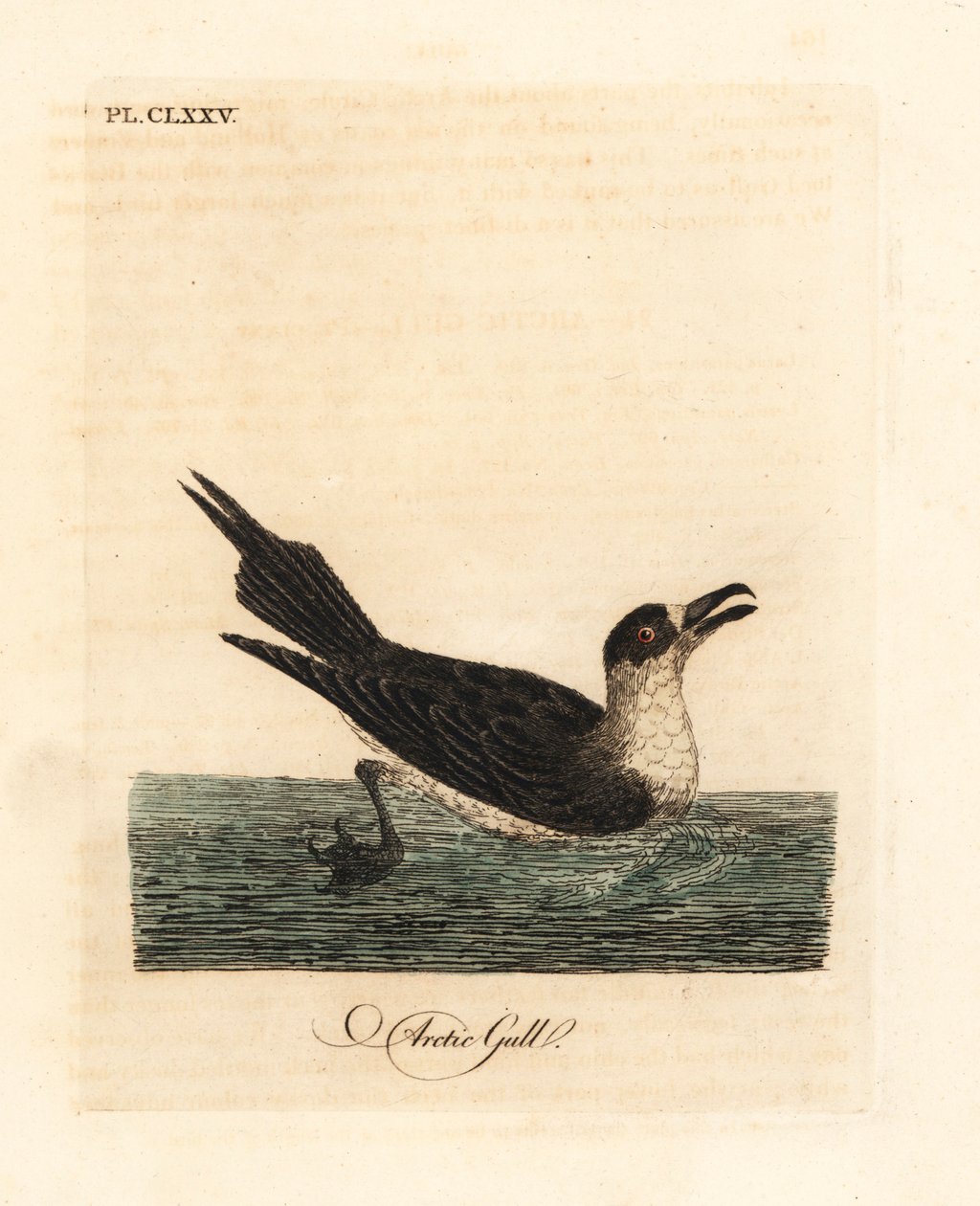 Snyltejager, arktisk fjære eller parasittisk fjære, Stercorarius parasiticus (polarmåke, Larus parasiticus). Håndfarget kobberplate tegnet og gravert av John Latham fra hans egen A General History of Birds, Winchester av John Latham