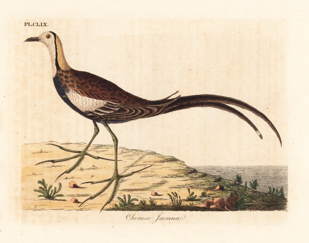 Fasanhalejacana, Hydrophasianus surgus (kinesisk jacana, Parra sinensis). Håndfarget kobberplate tegnet og gravert av John Latham fra hans egen A General History of Birds, Winchester av John Latham