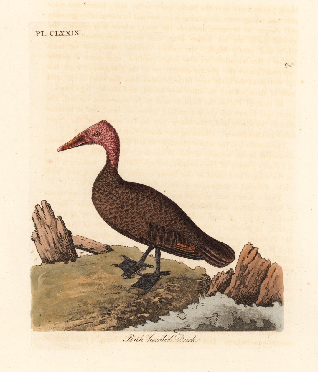 Rosahodeand, Rhodonessa caryophyllacea (Anas caryophyllacea). Utdødd siden 1950-tallet. Håndfarget kobberplate tegnet og gravert av John Latham fra hans egen A General History of Birds, Winchester av John Latham
